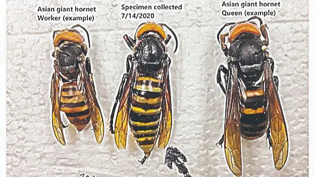 Imagem ilustrativa da imagem Cientistas conseguem capturar "vespa assassina" nos Estados Unidos