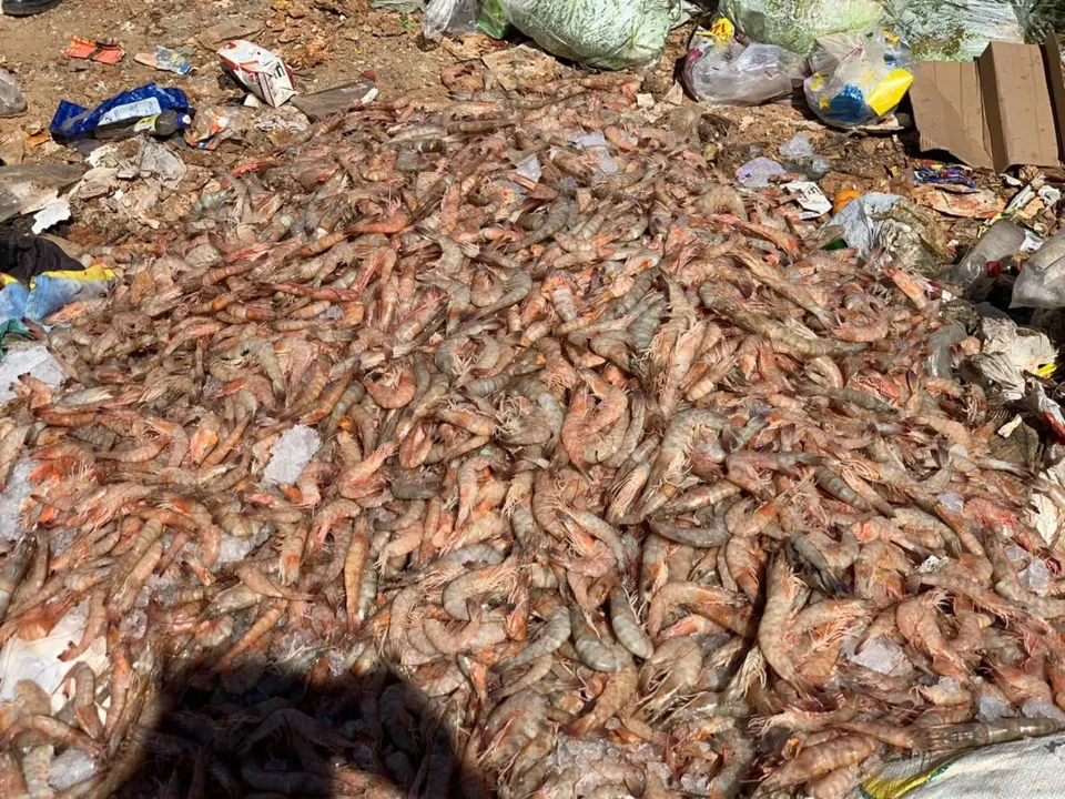 Imagem ilustrativa da imagem VÍDEO | Duas toneladas de camarão são jogadas em lixão em Cachoeiro