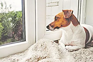 Imagem ilustrativa da imagem Pets vão sofrer com o fim da quarentena