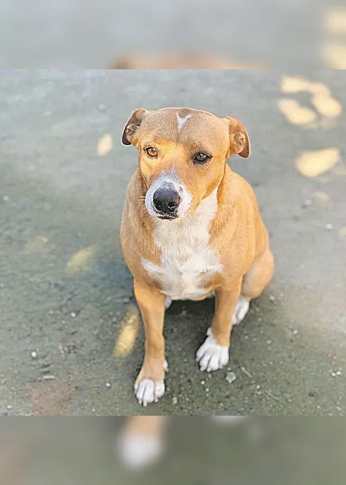 
          Imagem ilustrativa da imagem Pets vão sofrer com o fim da quarentena
          