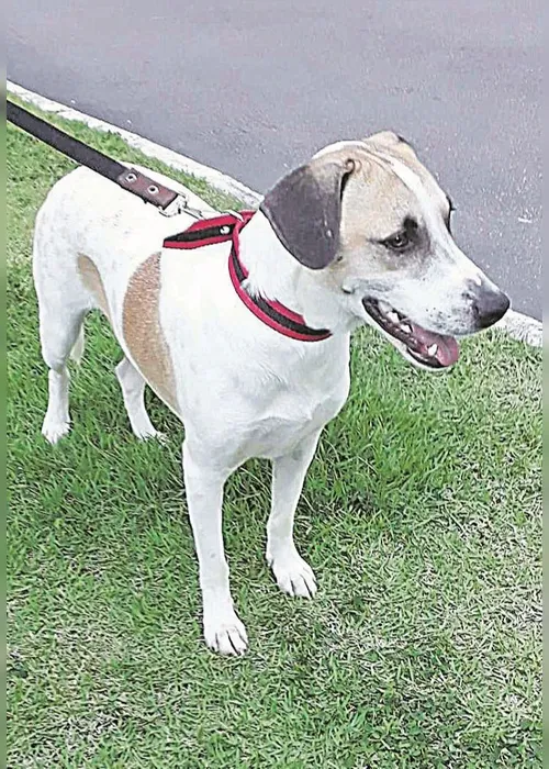 
          Imagem ilustrativa da imagem Pets vão sofrer com o fim da quarentena
          