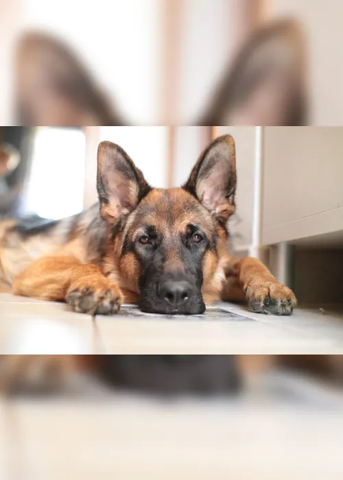 Imagem ilustrativa da imagem Primeiro cachorro diagnosticado com coronavírus é sacrificado nos Estados Unidos
