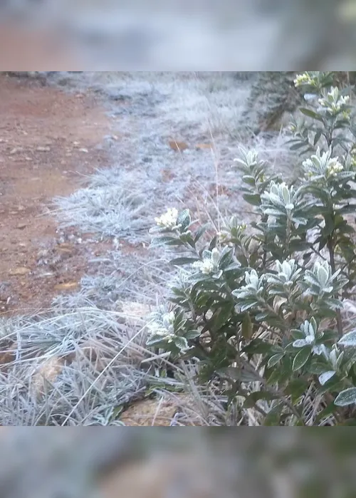 Imagem ilustrativa da imagem FOTOS | Gelo cobre chão e plantas na região capixaba do Caparaó