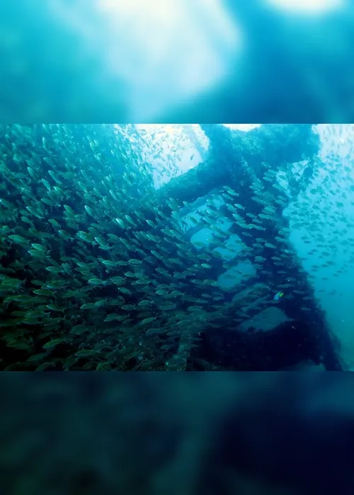 
          Imagem ilustrativa da imagem Dez mil mergulhadores já visitaram navio afundado que virou recife artificial em Guarapari
          