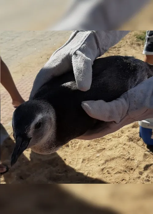 Imagem ilustrativa da imagem VÍDEO | Pinguim é encontrado em praia de Marataízes