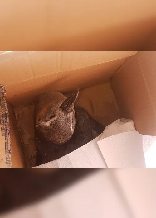 Imagem ilustrativa da imagem VÍDEO | Pinguim é encontrado em praia de Marataízes