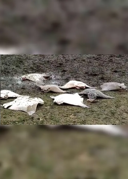 Imagem ilustrativa da imagem VÍDEO | Arraias mortas são encontradas na orla de Vitória