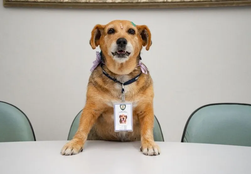 A cadelinha Sesa Caramelo foi adota por servidores da Secretaria de Saúde da Serra há quase um ano