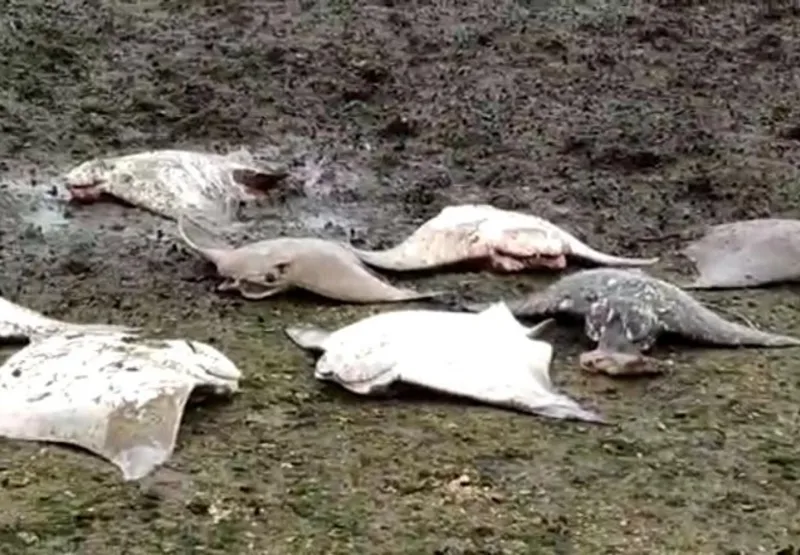 Dezenas de arraias mortas foram encontradas na manhã desta terça-feira (04) na orla da Praia Camburi, em Vitória