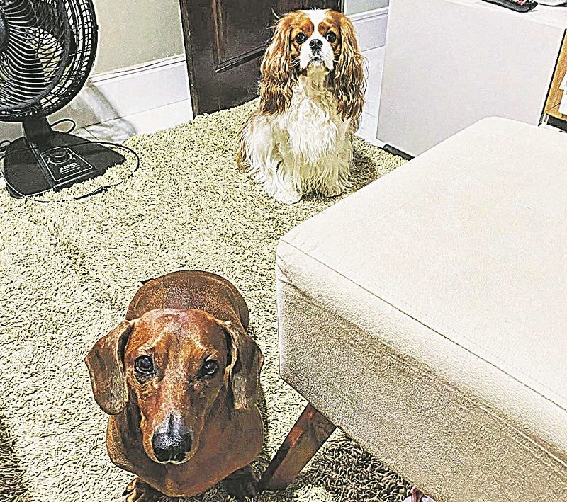 Duke e Oliver voltaram a fazer xixi no lugar errado durante a pandemia (Foto: Acervo Pessoal)
