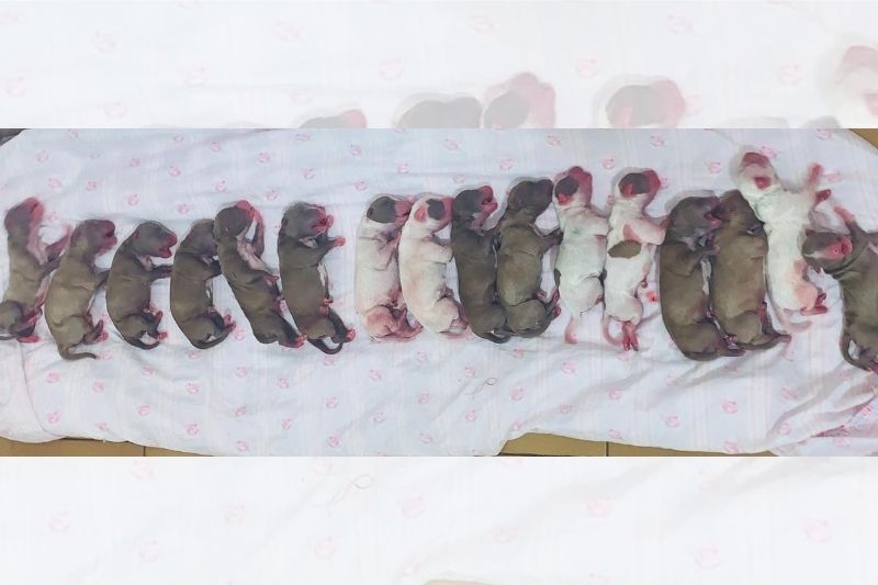 Ao todo, nasceram oito machos e oito fêmeas, pesando entre 200 e 250 gramas (Foto: Divulgação/ Bruna Katrine Scaione)