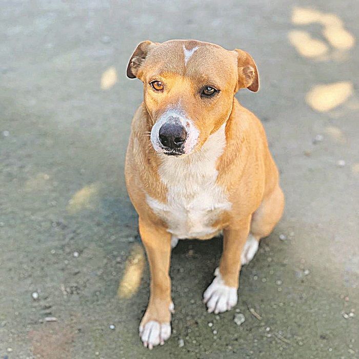 Belinha (Foto: Divulgação)