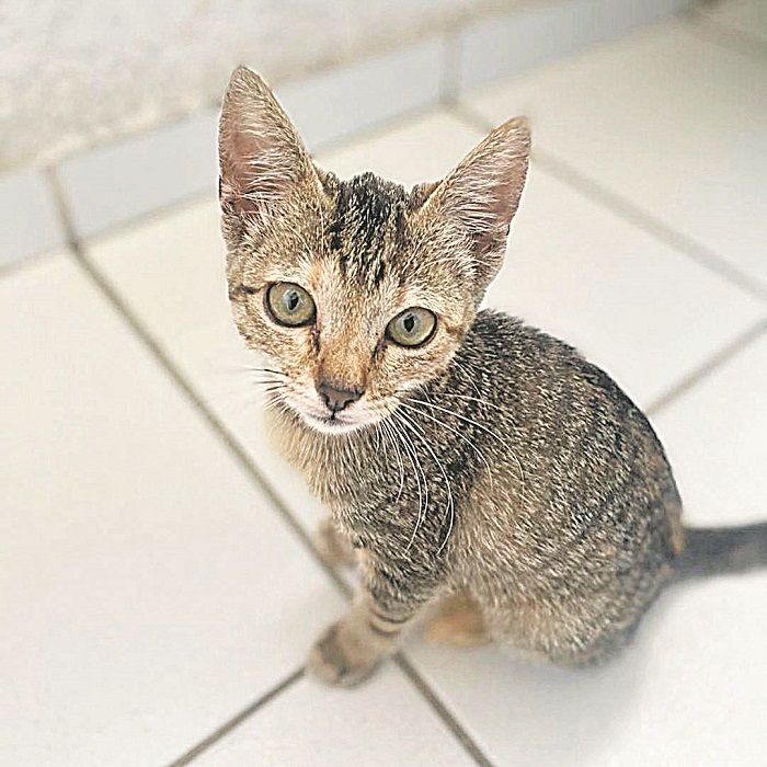 Bia (Foto: Divulgação)