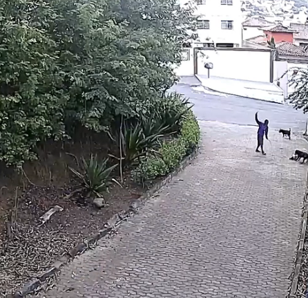 Morador tenta salvar cão de pequeno porte do ataque, em Santa Cecília, Vitória, mas o animal não resistiu (Foto: Reprodução/vídeo)