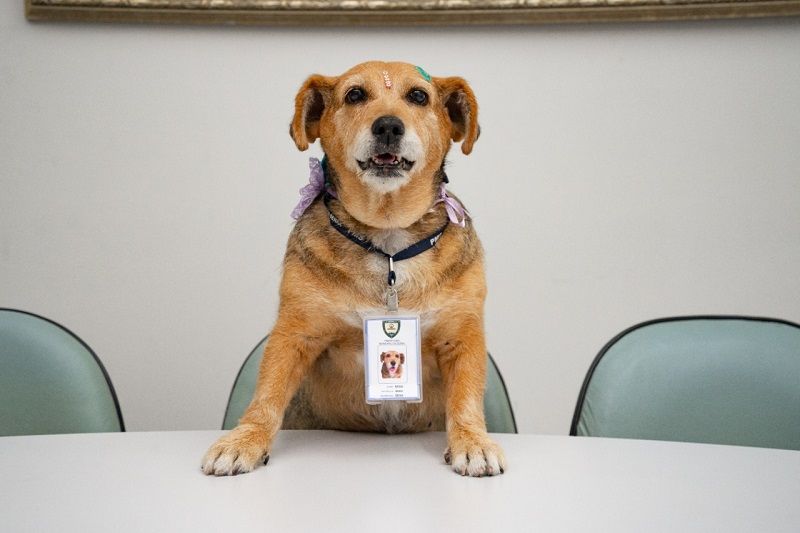 A cadelinha Sesa Caramelo foi adota por servidores da Secretaria de Saúde da Serra há quase um ano (Foto: Divulgação/ PMS)