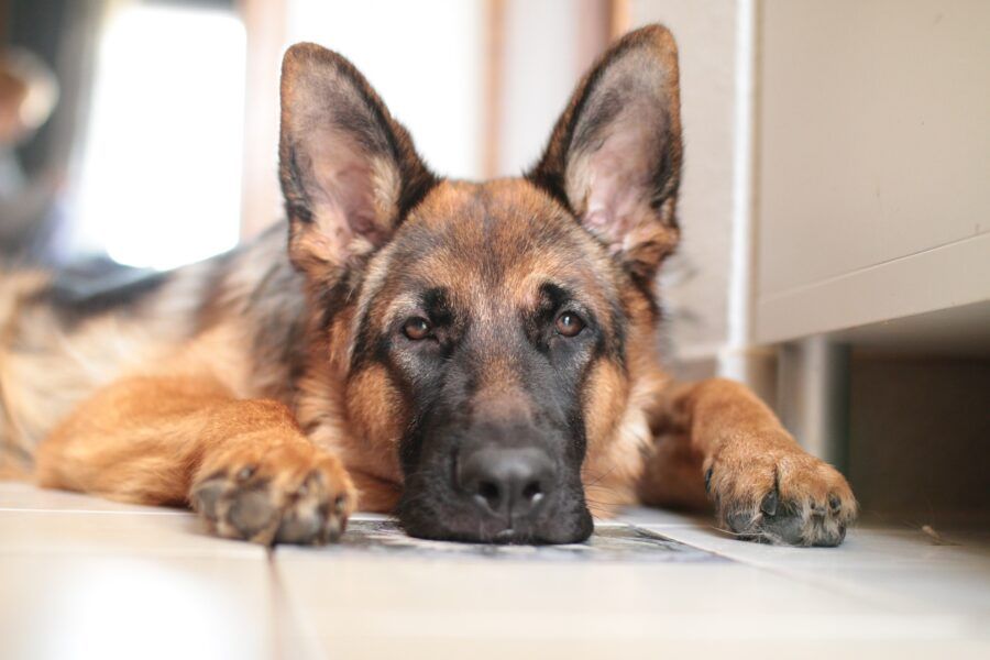 Cão da raça Pastor Alemão (Foto: Divulgação)