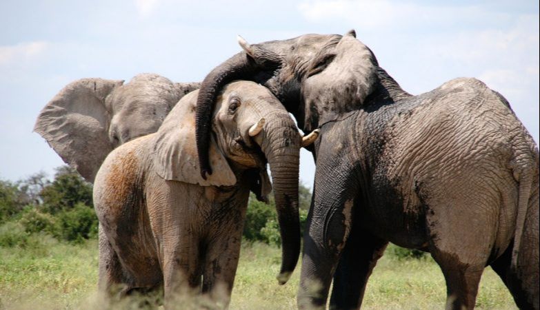 Zoo vai começar a dar maconha a elefantes para reduzir níveis de estresse (Foto: Gettyimages)