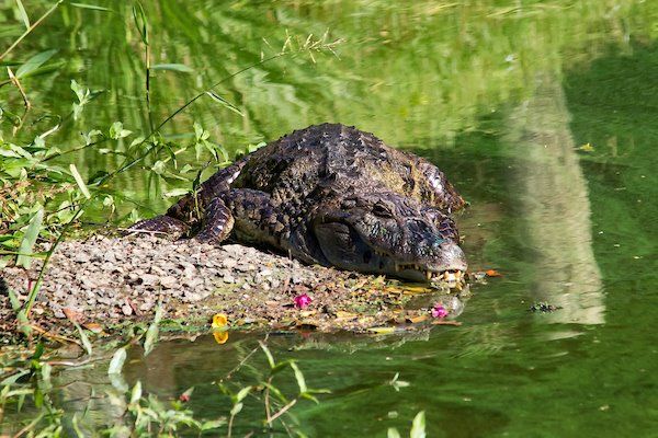 O animal é o jacaré-de-papo-amarelo, espécie fundamental para o equilíbrio da Mata Atlântica, segundo projeto que faz a preservação de jacarés (Foto: Leonardo Merçon)