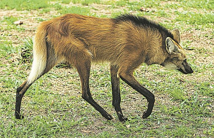 Apesar de despertar medo em algumas pessoas, o lobo-guará é um animal arredio, que não ataca humanos (Foto: Divulgação)