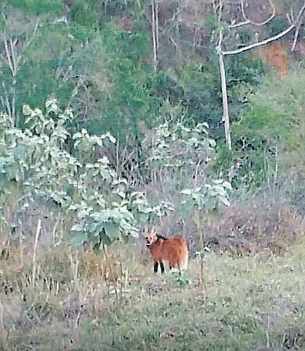 Lobo no distrito de Rive, em Alegre (Foto: Helimar Rabello)