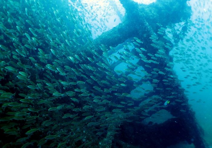 Peixes em navio afundado que virou recife artificial (Foto: Julio Yaber/ Atlantes)