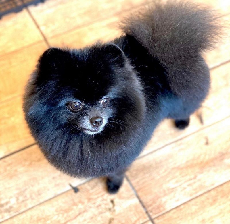 O Spitz Alemão, Oreo, tinha dois anos e meio. (Foto: Acervo pessoal)