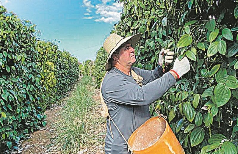 Erasmo Negris, 51 anos, produz pimenta-do-reino em São Mateus. “Nossa família planta pimenta há mais de 50 anos. Meu pai plantava e hoje meu filho também. É atividade tradicional” (Foto: Divulgação)