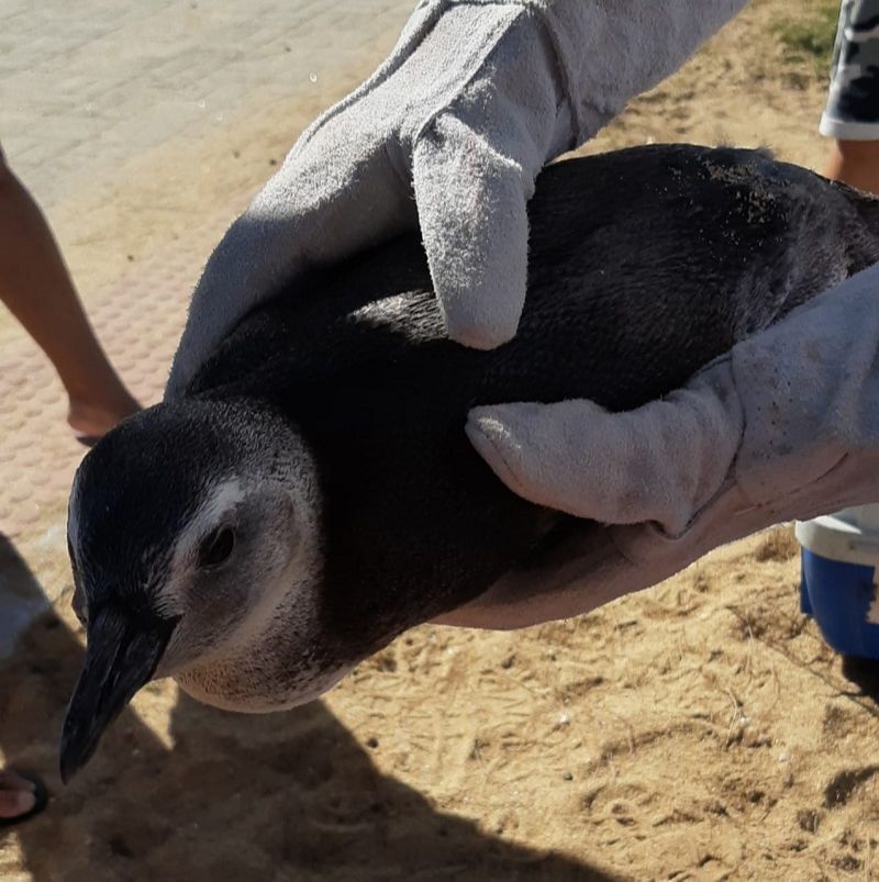 Pinguim é encontrado em Marataízes (Foto: Jander Silva)