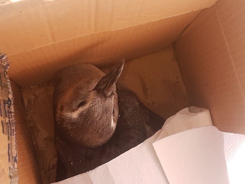 Pinguim é encontrado em Marataízes (Foto: Jander Silva)