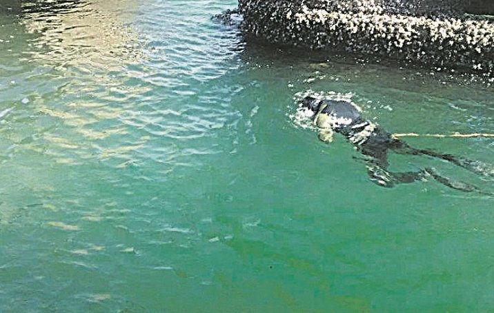 Manutenção subaquática: inspeção na parte submersa dos pilares (Foto: Gilson Luiz Garcia e Divulgação)