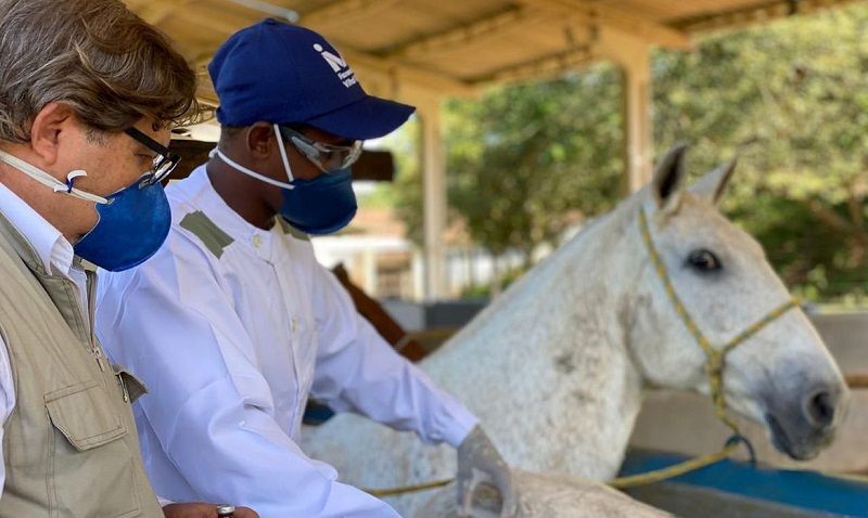 Soros produzidos por cavalos têm anticorpos potentes para covid-19 (Foto: Arquivo/Instituto Vital Brazil)