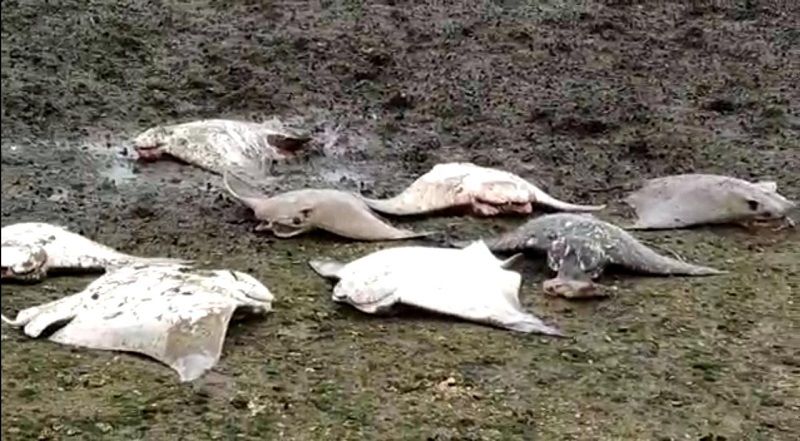 Dezenas de arraias mortas foram encontradas na manhã desta terça-feira (04) na orla da Praia Camburi, em Vitória (Foto: Divulgação)