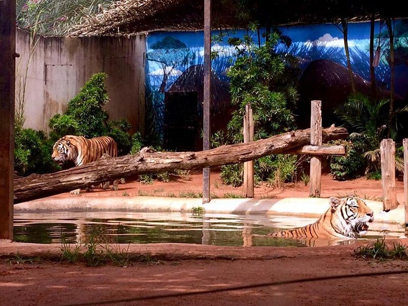 Zoo Park da Montanha (Foto: Divulgação)