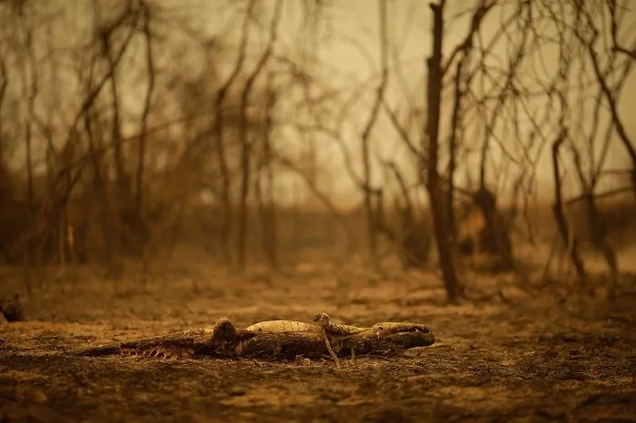Imagem ilustrativa da imagem FOTOS| Em 14 dias do mês, Amazônia já tem mais queimadas que em todo setembro do ano passado
