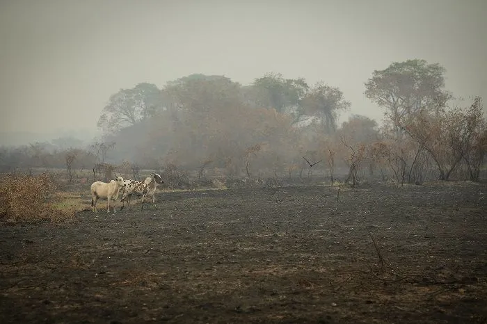 Imagem ilustrativa da imagem FOTOS| Em 14 dias do mês, Amazônia já tem mais queimadas que em todo setembro do ano passado