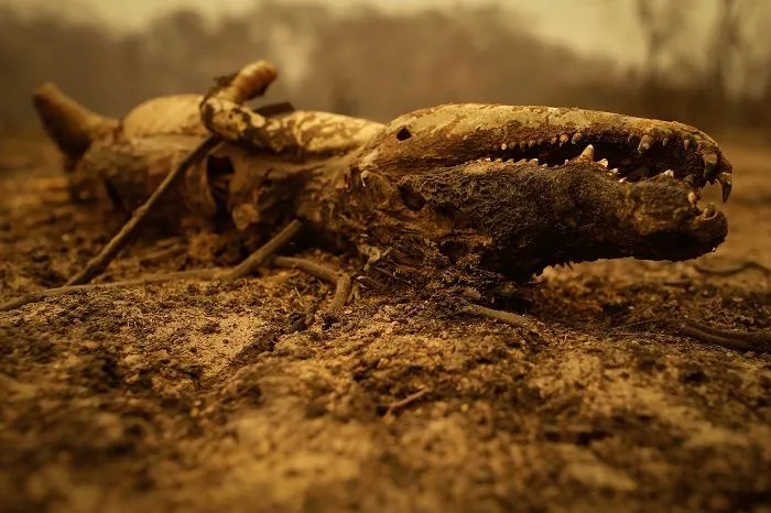 Imagem ilustrativa da imagem FOTOS| Em 14 dias do mês, Amazônia já tem mais queimadas que em todo setembro do ano passado