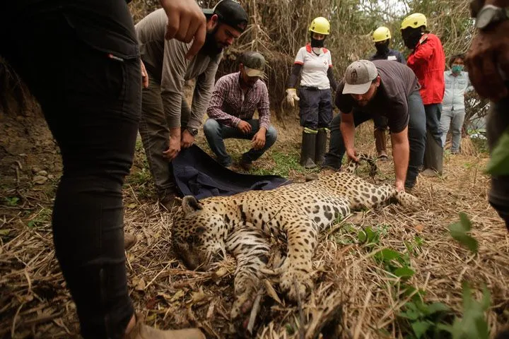 Imagem ilustrativa da imagem FOTOS| Em 14 dias do mês, Amazônia já tem mais queimadas que em todo setembro do ano passado