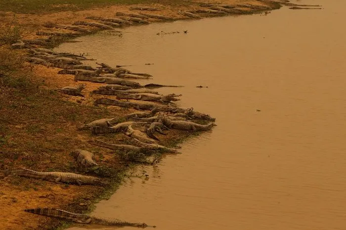 Imagem ilustrativa da imagem FOTOS| Em 14 dias do mês, Amazônia já tem mais queimadas que em todo setembro do ano passado