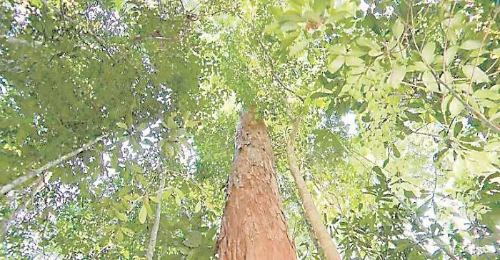 Imagem ilustrativa da imagem Salvar a natureza é um negócio que dá dinheiro