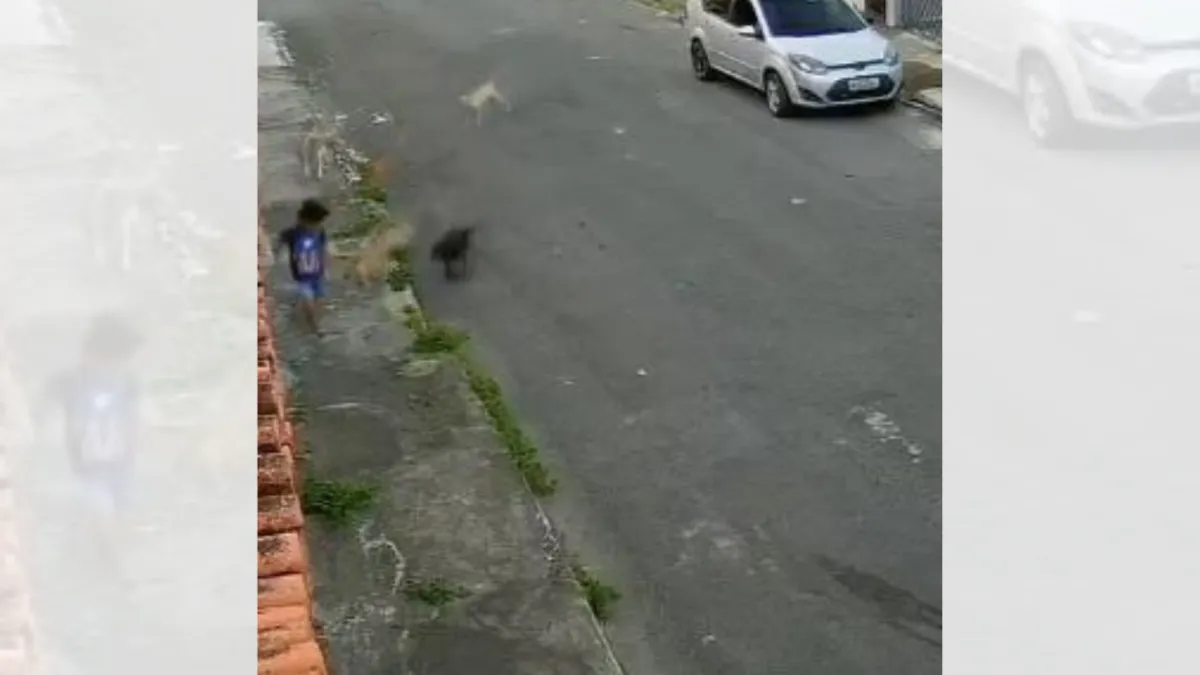 Imagem ilustrativa da imagem VÍDEO | Cães atacam menino de 10 anos na região de Fradinhos