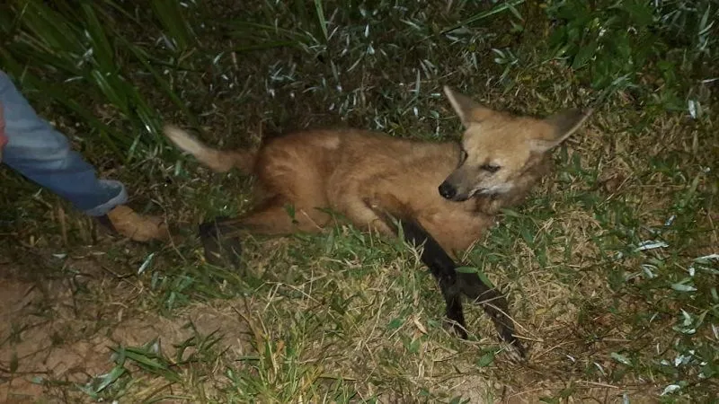 Imagem ilustrativa da imagem Lobo-guará é salvo após ser atropelado em estrada no Sul do Estado