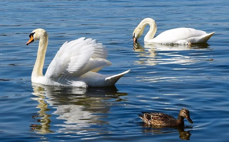 Imagem ilustrativa da imagem Polícia investiga assassinato de cisnes da família real britânica