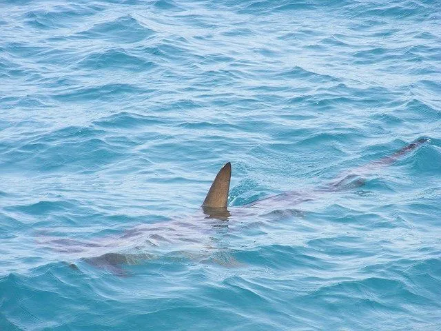 Imagem ilustrativa da imagem Grávida salva marido de ataque de tubarão