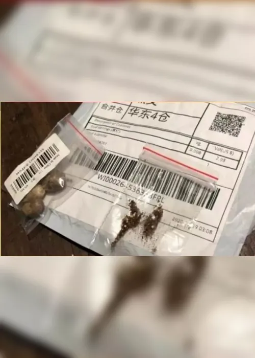 Imagem ilustrativa da imagem Agricultura investiga sementes misteriosas da China enviadas a brasileiros
