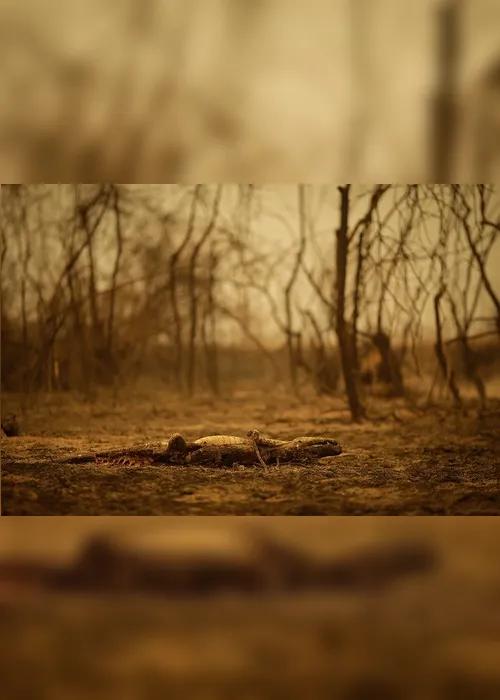 Imagem ilustrativa da imagem FOTOS| Em 14 dias do mês, Amazônia já tem mais queimadas que em todo setembro do ano passado
