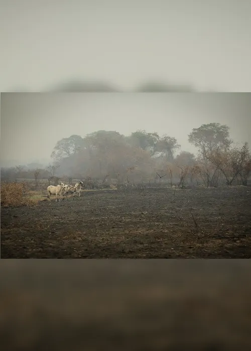 Imagem ilustrativa da imagem FOTOS| Em 14 dias do mês, Amazônia já tem mais queimadas que em todo setembro do ano passado