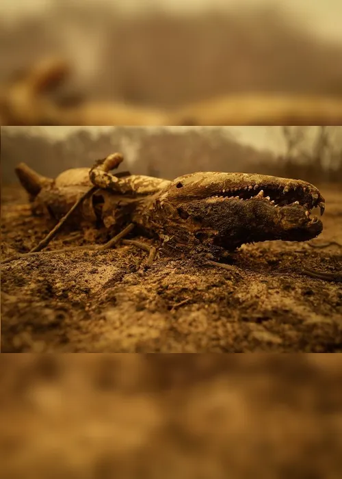 Imagem ilustrativa da imagem FOTOS| Em 14 dias do mês, Amazônia já tem mais queimadas que em todo setembro do ano passado