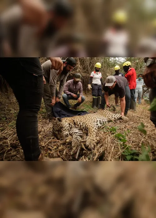 Imagem ilustrativa da imagem FOTOS| Em 14 dias do mês, Amazônia já tem mais queimadas que em todo setembro do ano passado