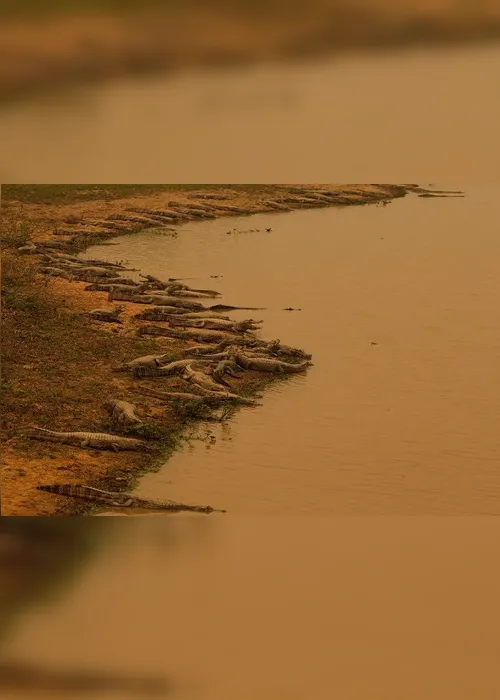 Imagem ilustrativa da imagem FOTOS| Em 14 dias do mês, Amazônia já tem mais queimadas que em todo setembro do ano passado
