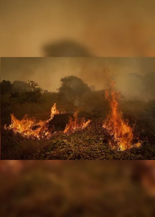 Imagem ilustrativa da imagem FOTOS| Em 14 dias do mês, Amazônia já tem mais queimadas que em todo setembro do ano passado